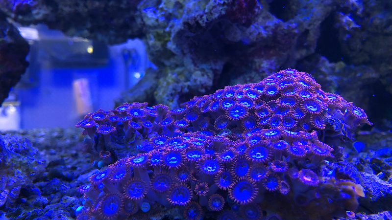 Aquarium Depot - Photo 2