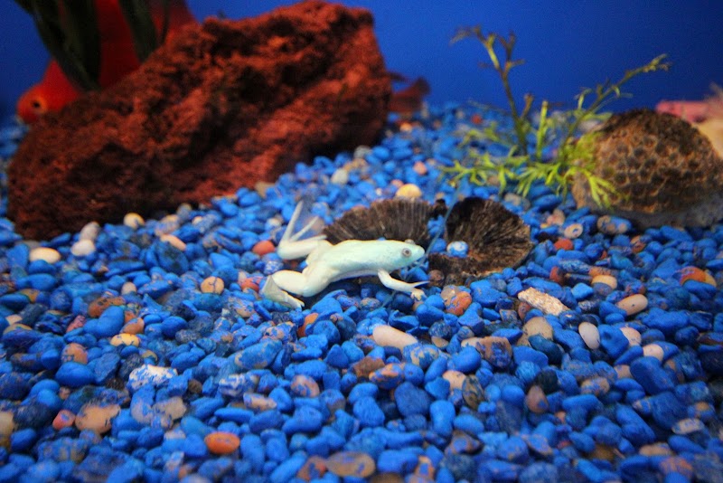 Aquarium Depot - Photo 5