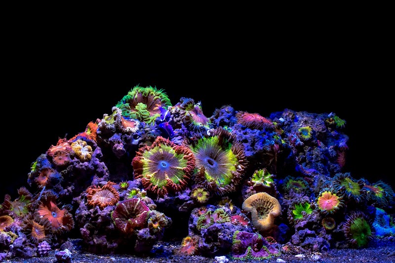 VIP Reef Aquarium - Photo 2