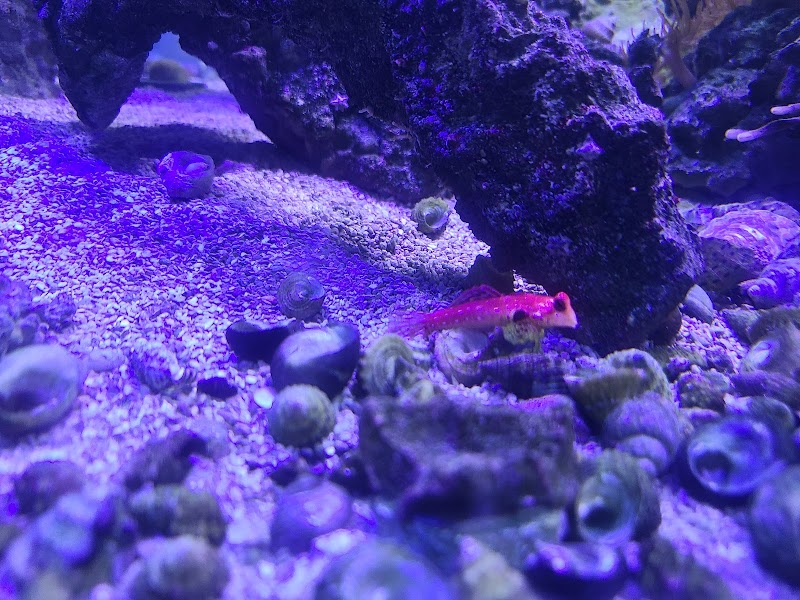 Orange Park Aquatics - Photo 4