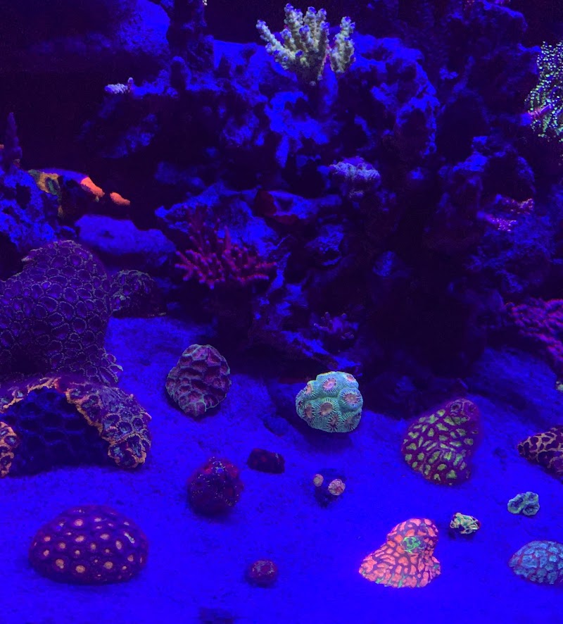 Coral Logic Aquarium LLC - Photo 2