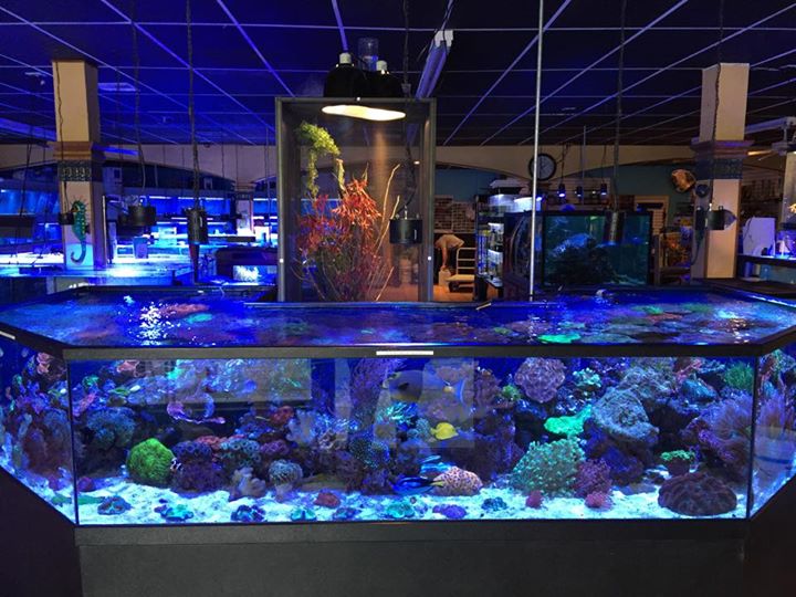Coral Logic Aquarium LLC - Photo 3