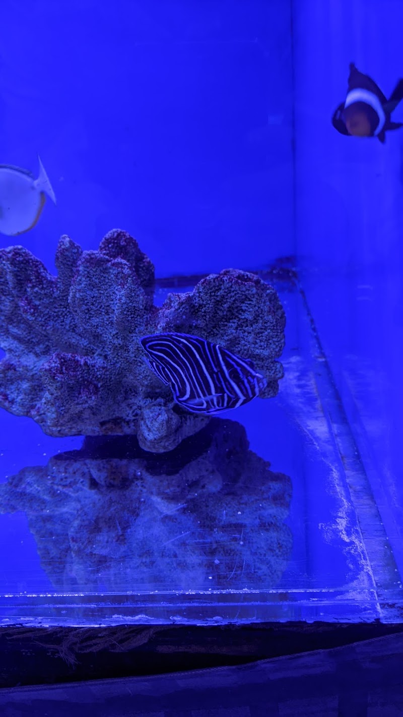 Coral Logic Aquarium LLC - Photo 4