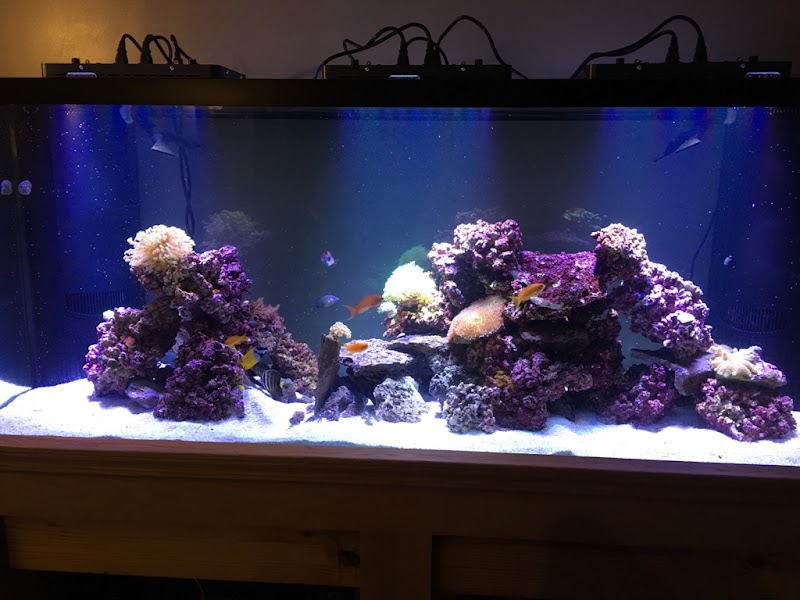 Coral Logic Aquarium LLC - Photo 5