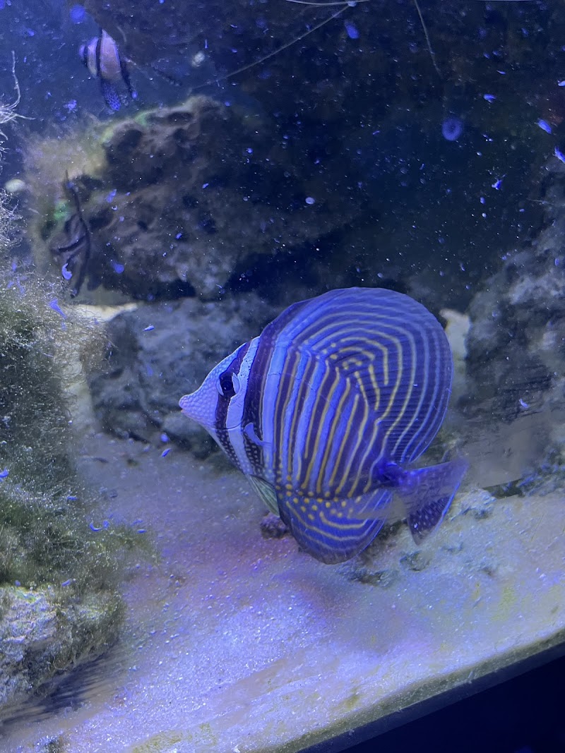 Reef Scapes - Photo 2