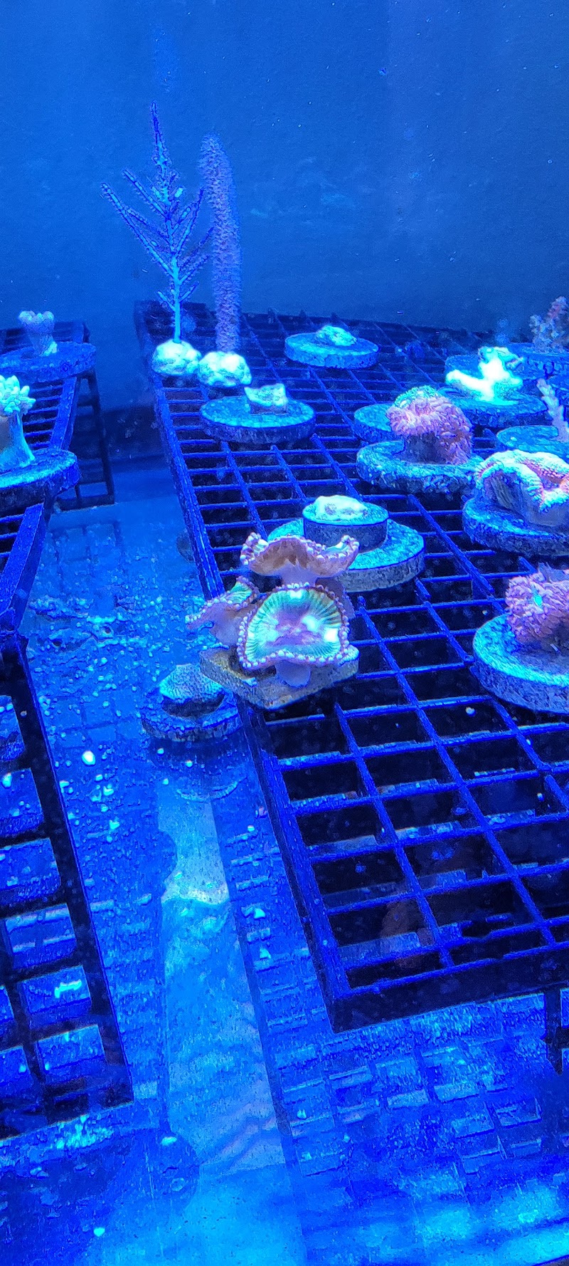 Reef Scapes - Photo 5