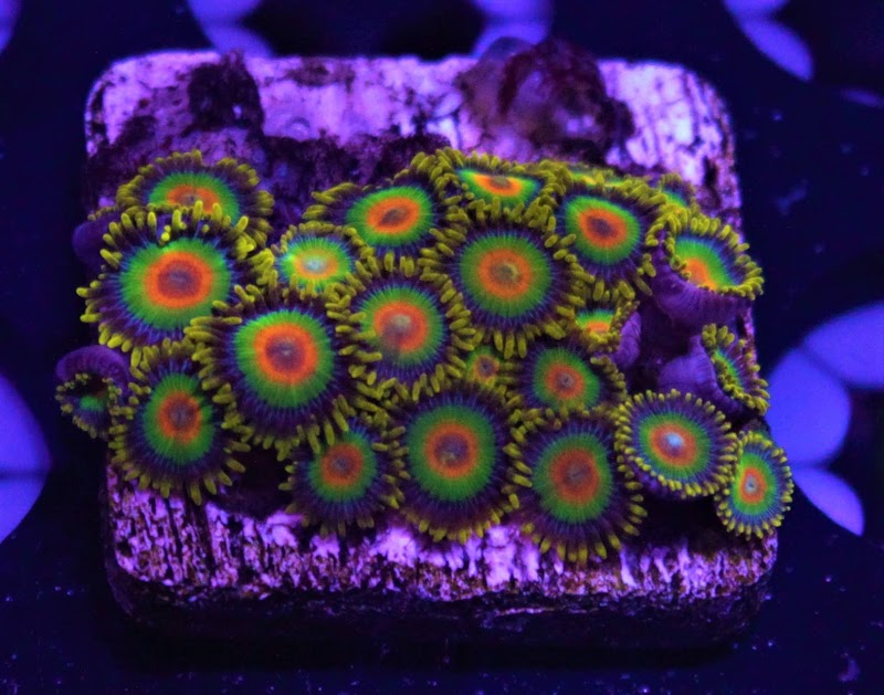 Coral Bargain Warehouse - Photo 2