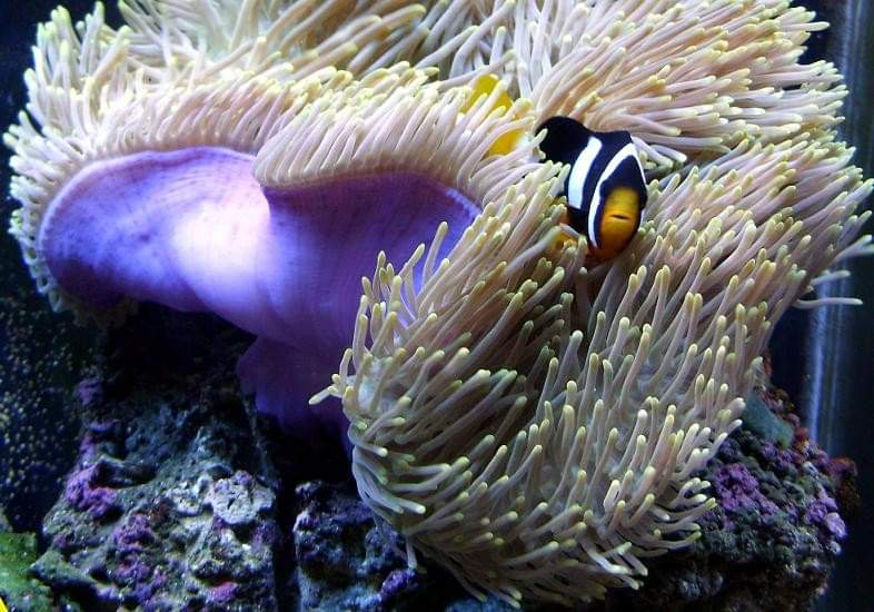 Darrell's Aquarium - Photo 2