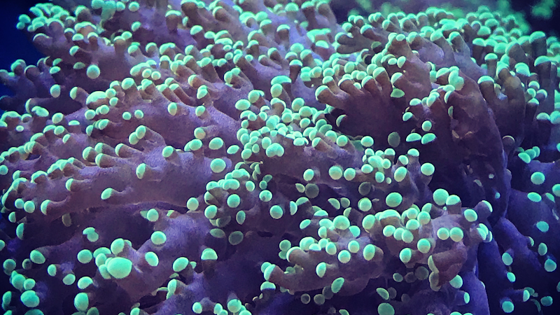 Aquatic Underworld - Photo 2