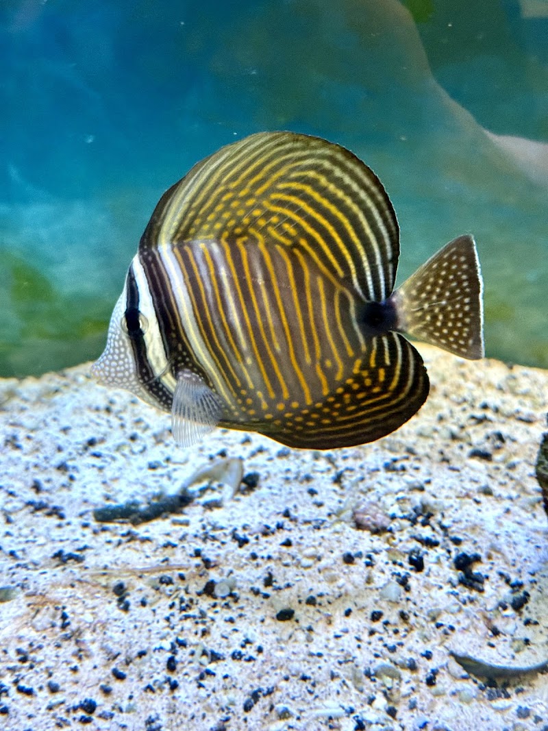 Aquatic Underworld - Photo 4