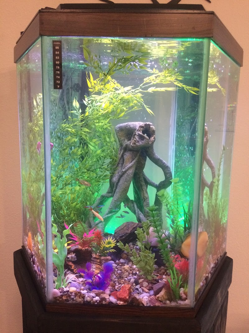 Crabbi Patti's Aquarium Shop - Photo 4