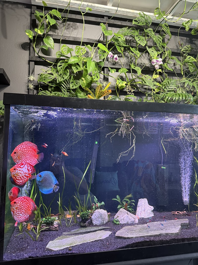 Jack Wattley Discus - Photo 5