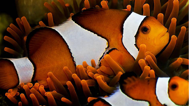 Nahacky's Aquarium - Photo 3