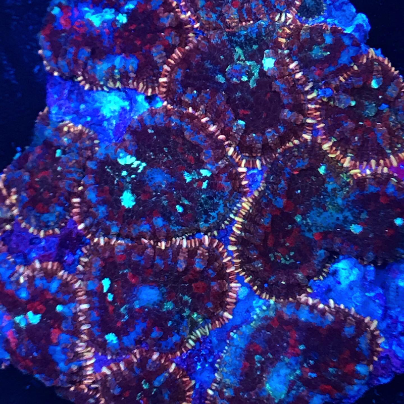 The Mad Reefer - Photo 3