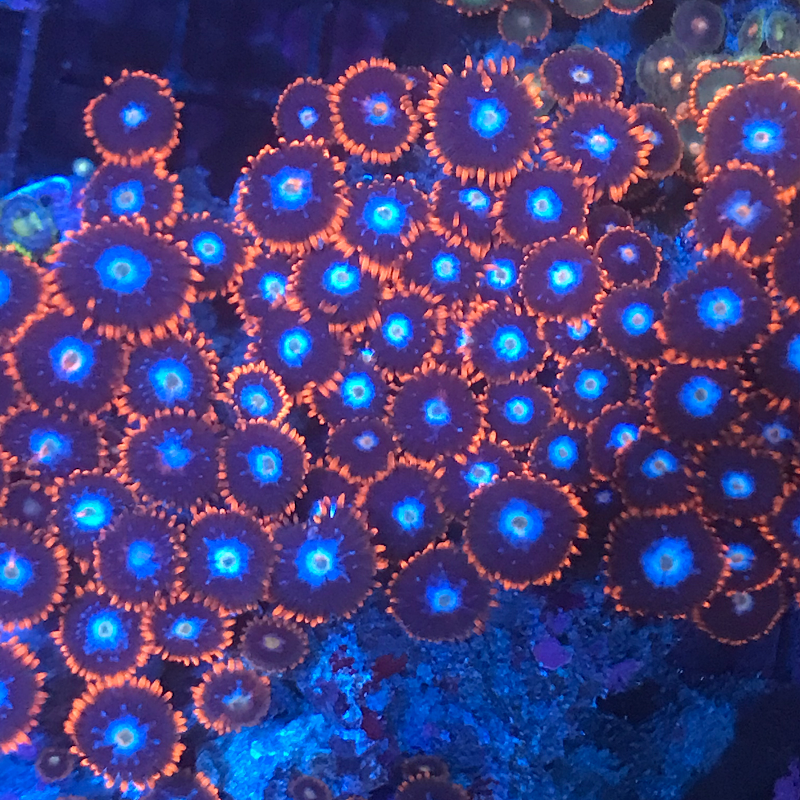 The Mad Reefer - Photo 4