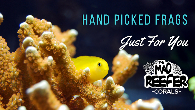 The Mad Reefer - Photo 5