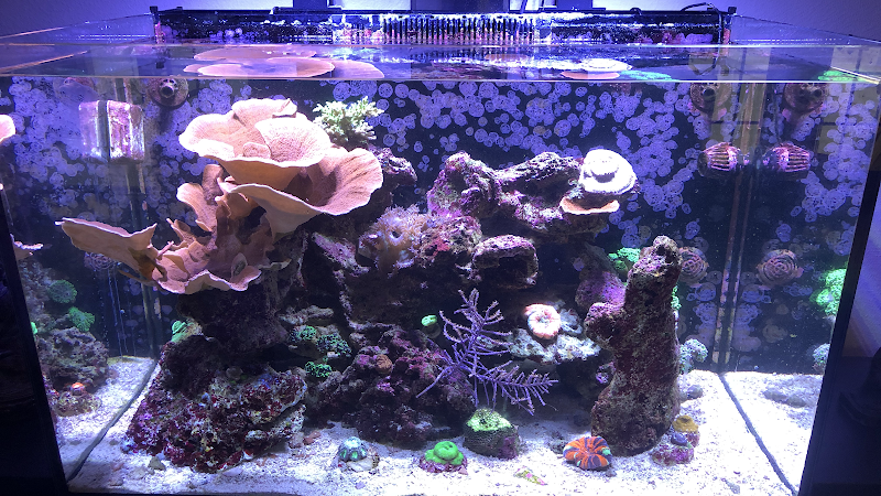 Aqua Mart Aquariums - Photo 2