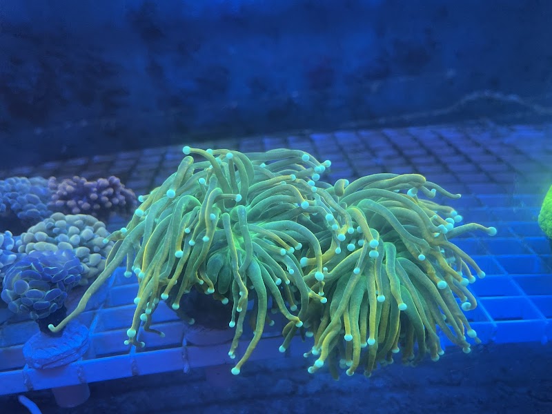 Aqua Mart Aquariums - Photo 4