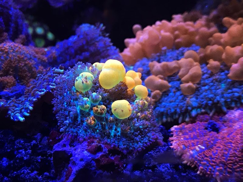 Bluewater Reef Aquatics, Inc. - Photo 2