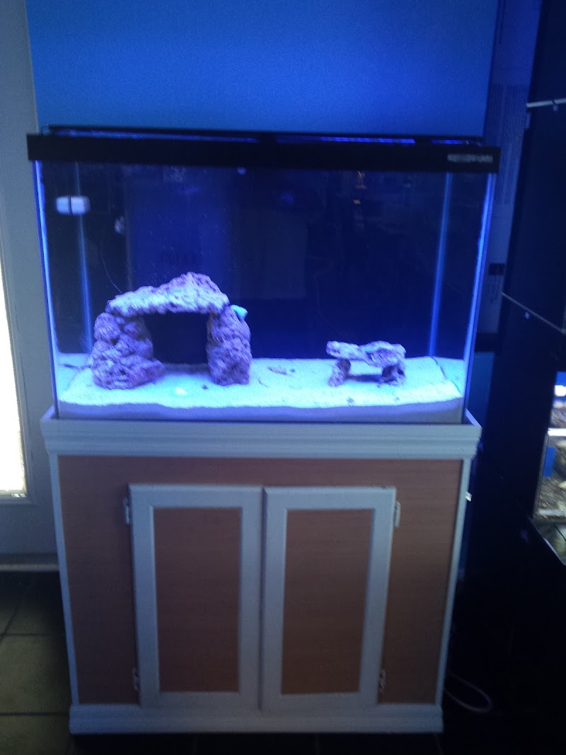 Bluewater Reef Aquatics, Inc. - Photo 4