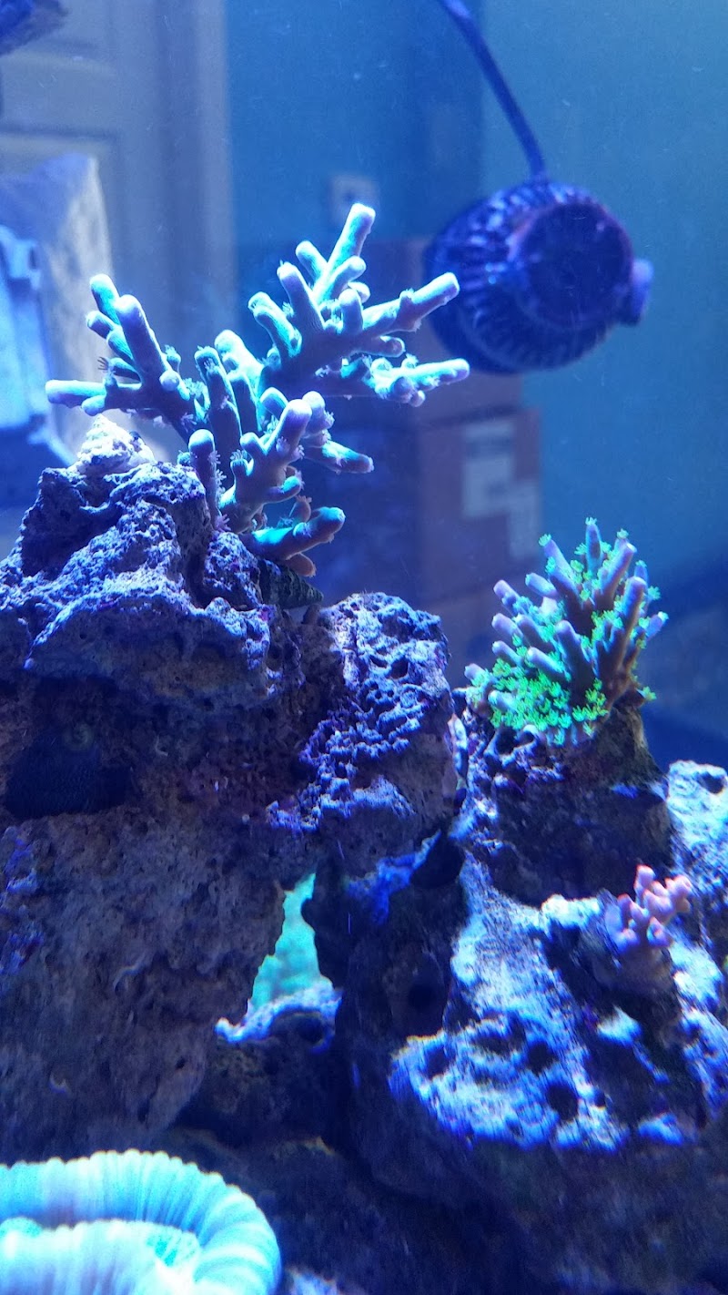 Bluewater Reef Aquatics, Inc. - Photo 5