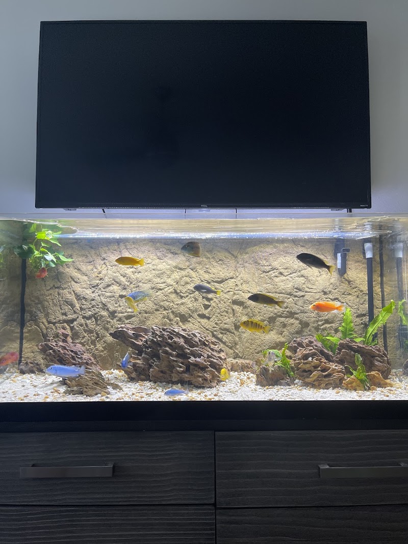 Cichlid Express/ Daytona Aquarium Fish Store - Photo 2