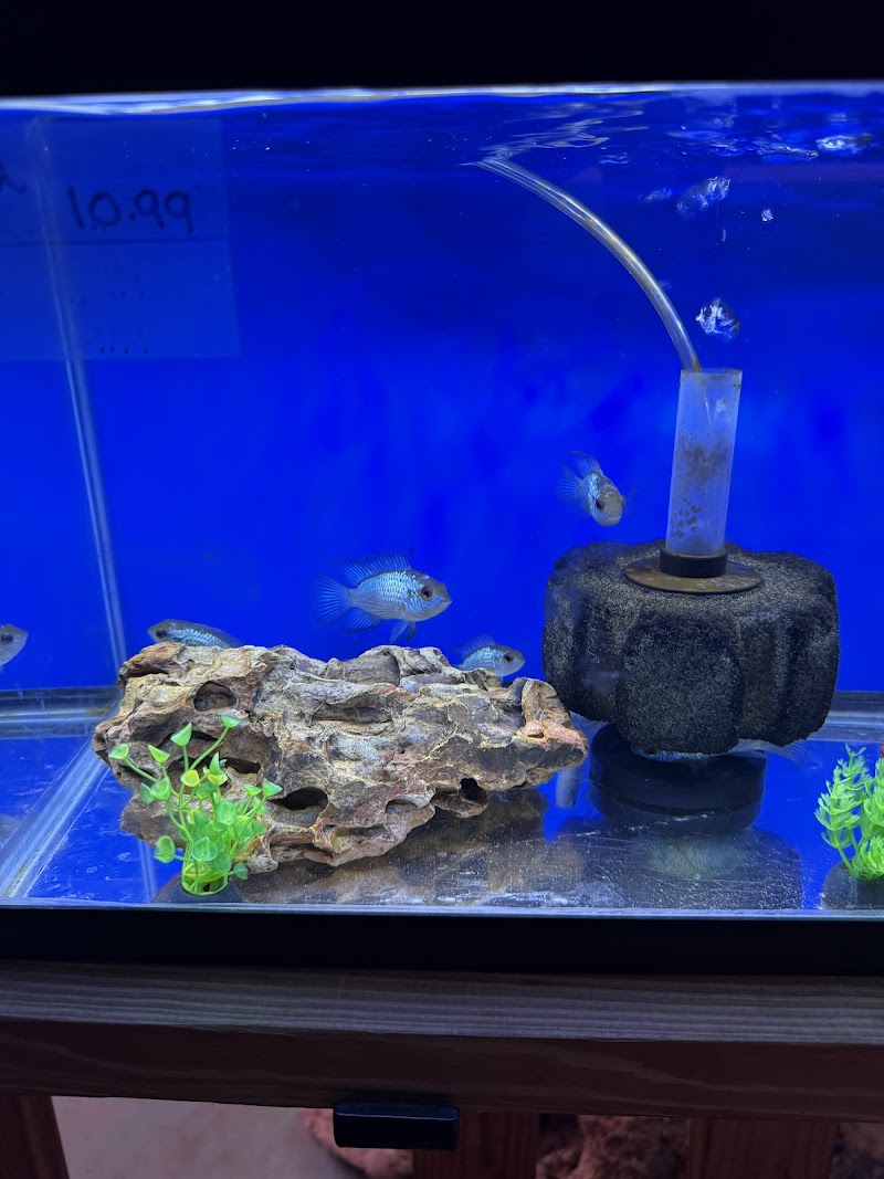 Cichlid Express/ Daytona Aquarium Fish Store - Photo 3