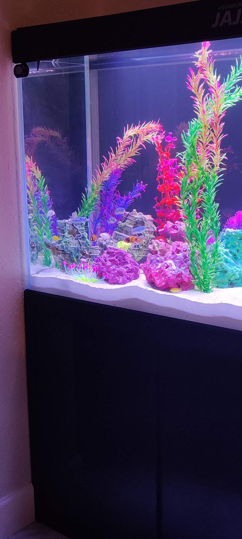 Cichlid Express/ Daytona Aquarium Fish Store - Photo 4