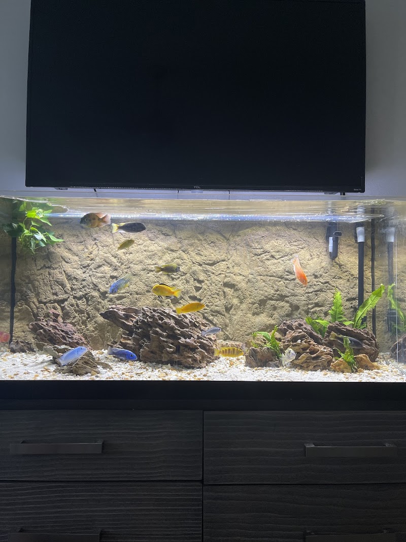 Cichlid Express/ Daytona Aquarium Fish Store - Photo 5