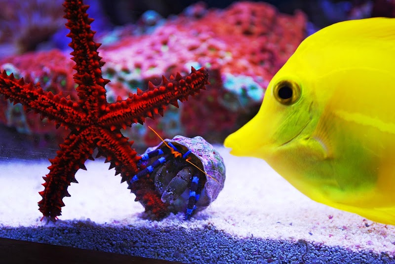 The Fish Tank - Photo 2