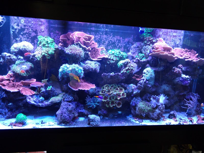 Champion Aquariums - Photo 5