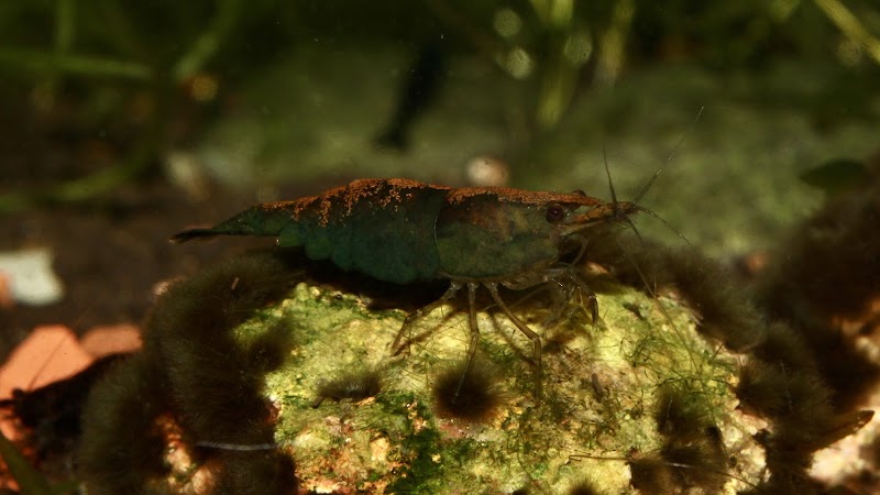 Rainbow River Aquatics - Photo 2