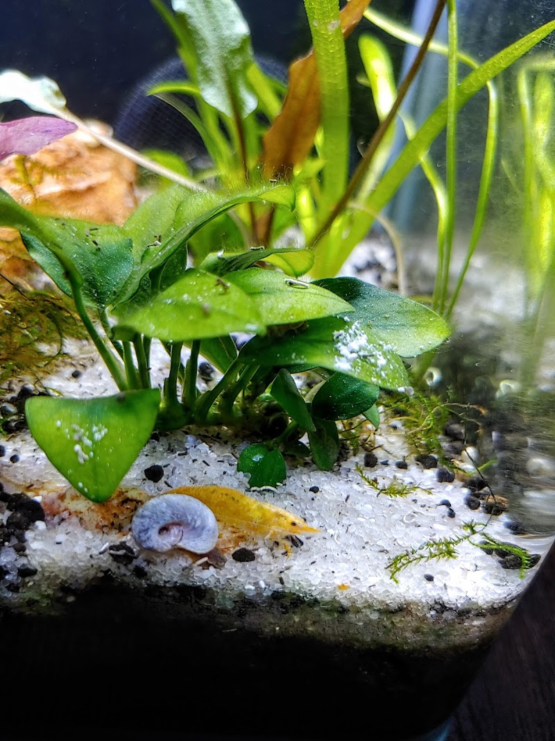 Rainbow River Aquatics - Photo 3