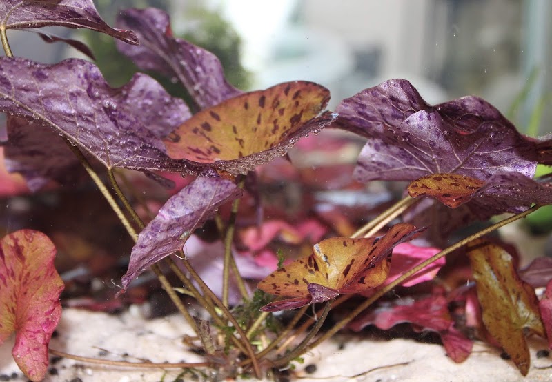 Rainbow River Aquatics - Photo 4