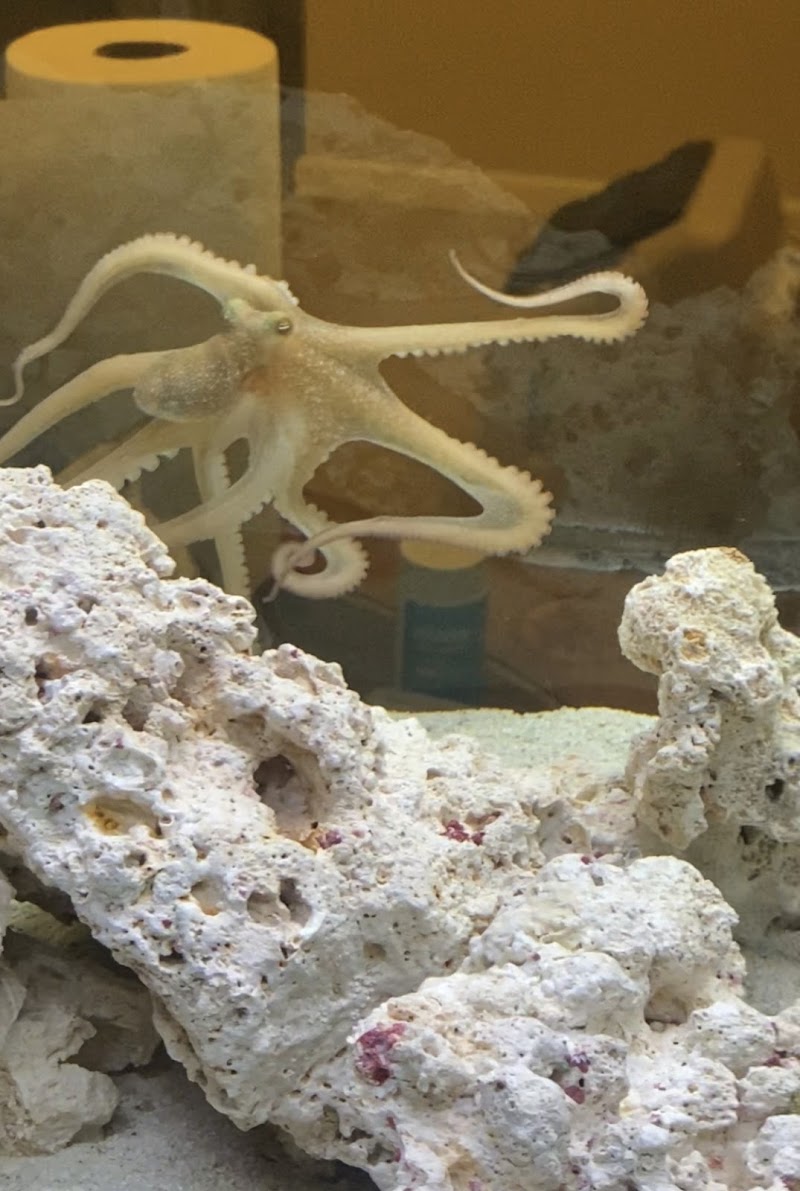 Fintastic Aquariums Jensen - Photo 3