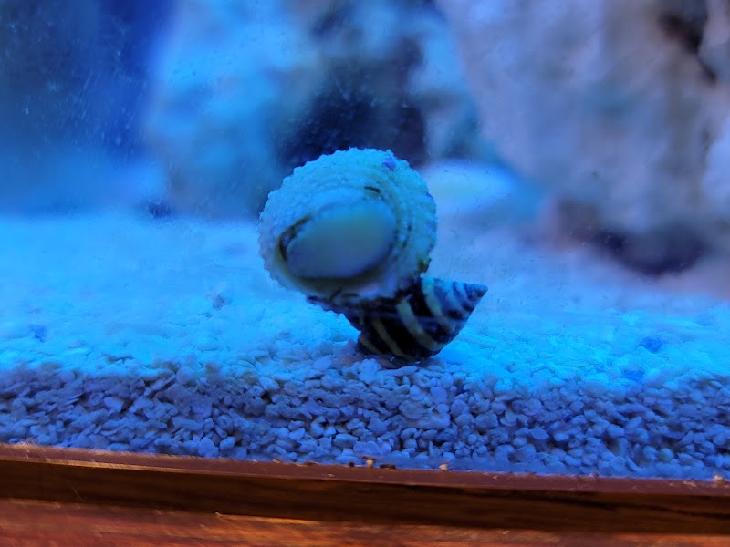 Reef Cleaners - Photo 2