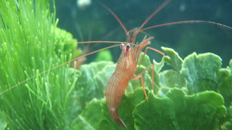 Reef Cleaners - Photo 3