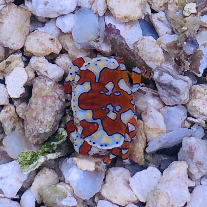 Reef Cleaners - Photo 5