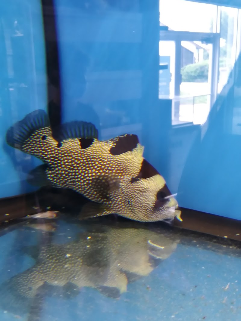 Aquarium shop - Photo 2