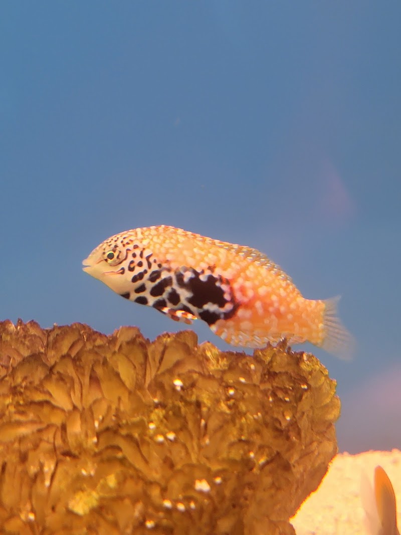 Aquarium shop - Photo 5