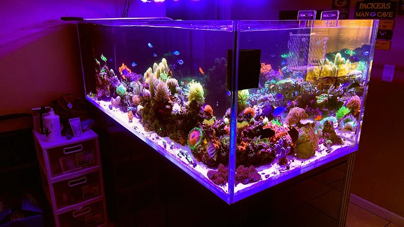 Wicked Sticks Aquarium Service and Maintenance - Photo 1