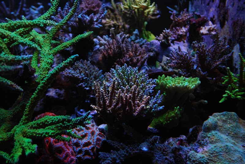 Wicked Sticks Aquarium Service and Maintenance - Photo 2