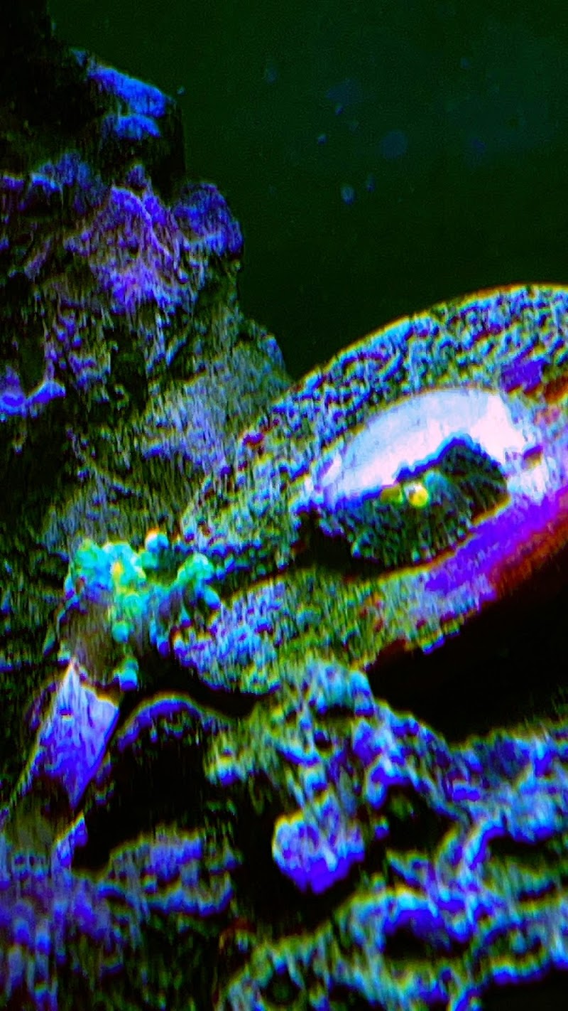 Wicked Sticks Aquarium Service and Maintenance - Photo 5