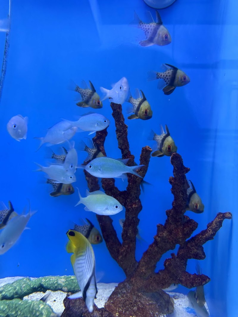 Seascape Aquarium & Pet Center - Photo 4