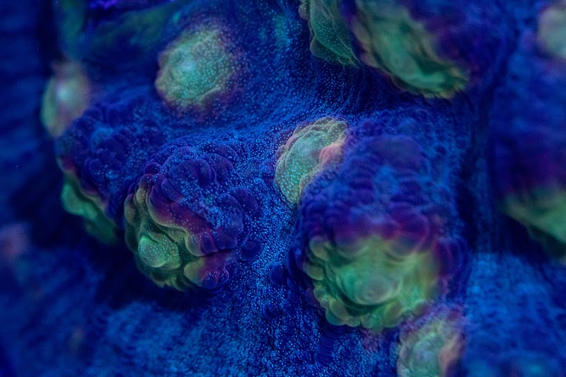 The Coral Zoo - Photo 2