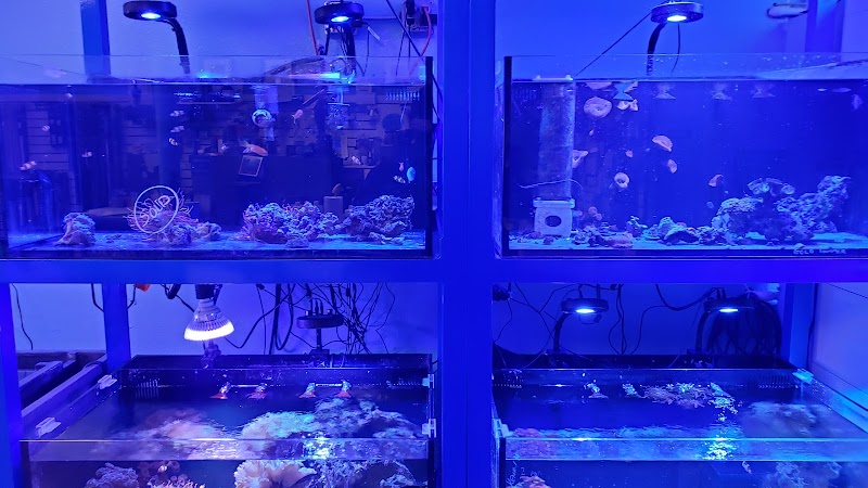 Coral Connection - Photo 2