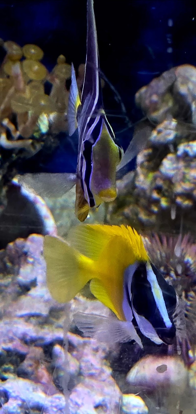 Coral Connection - Photo 3