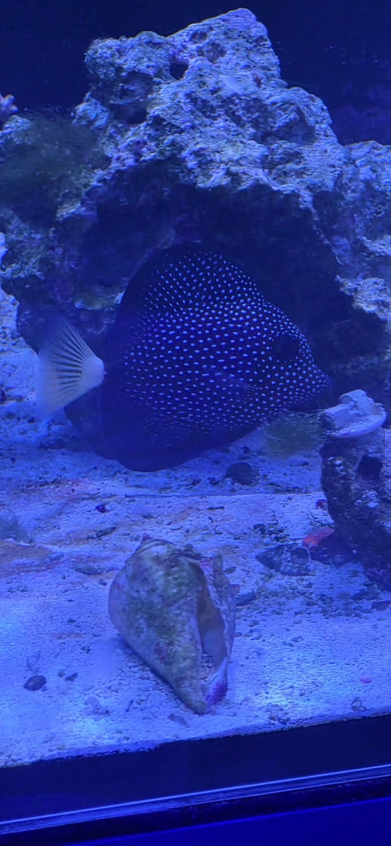 Coral Connection - Photo 4