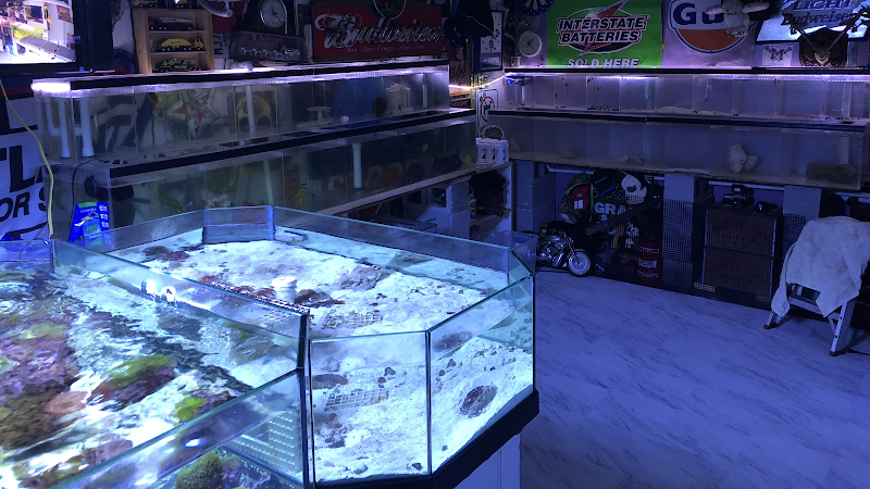 Atlantis Coral and Fish - Photo 1