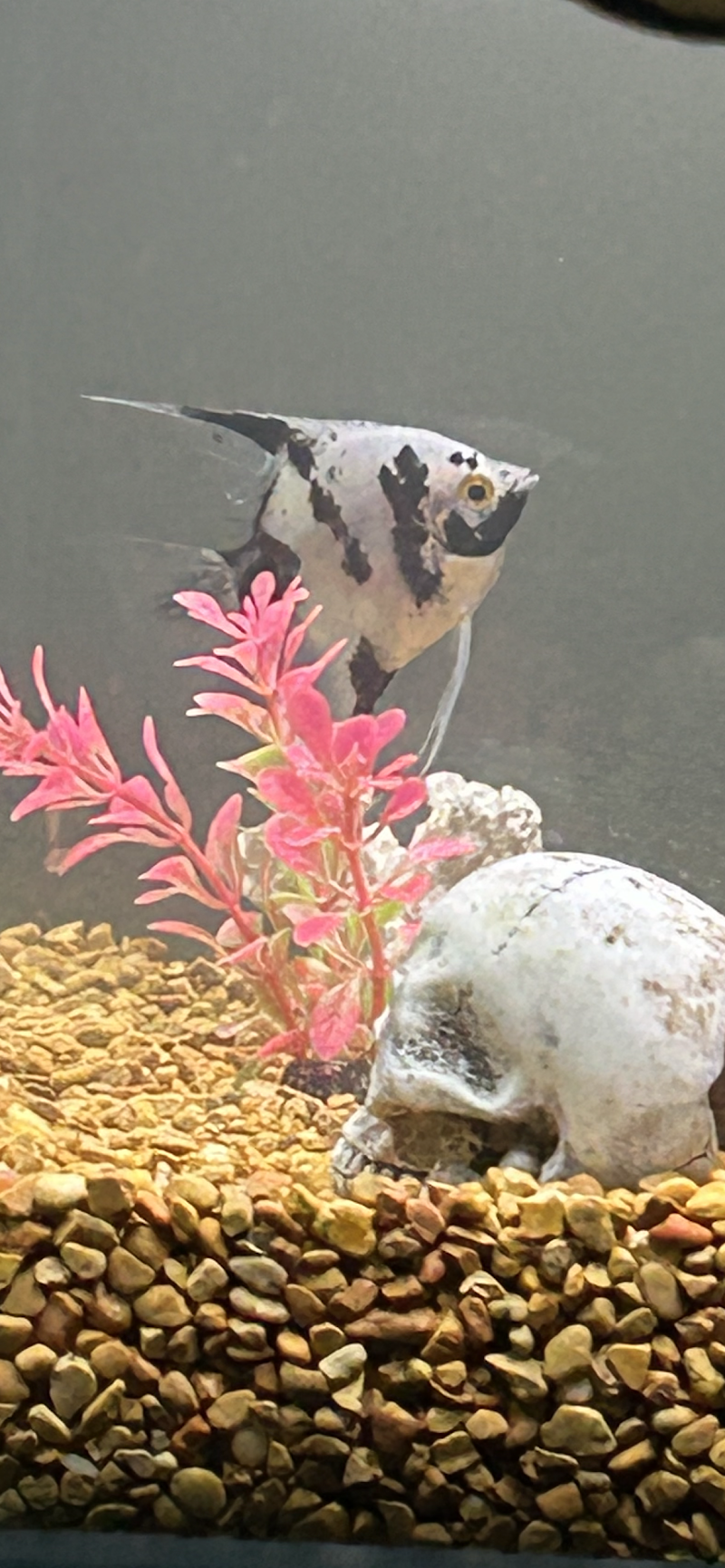 Atlantis Coral and Fish - Photo 3